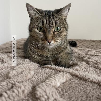 Photo 1/1 Jet Chat lost in Anglet