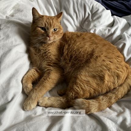 Photo 1/1 Oggy Chat lost in Seignelay