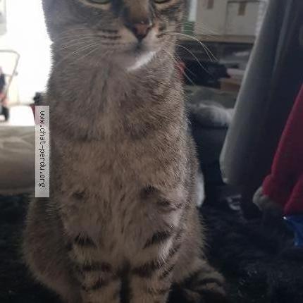 Photo 1/1 Found cat Found in Reims