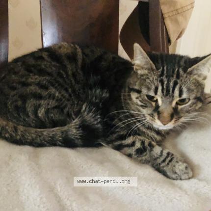 Photo 1/1 Mozart Chat lost in Limoges