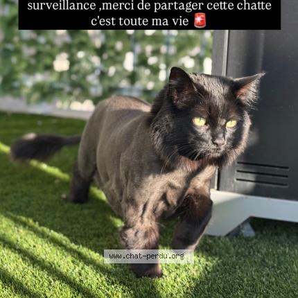 Photo 1/1 Holy Chat lost in St hubert