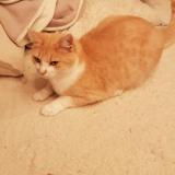 Picture of cat lost at Salles La Source