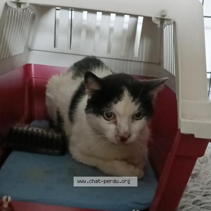 Photo 1/1 Found cat Found in Montpellier