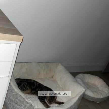 Photo 1/1 tiwi Chat lost in Troyes