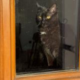 Picture of cat lost at Trouhans