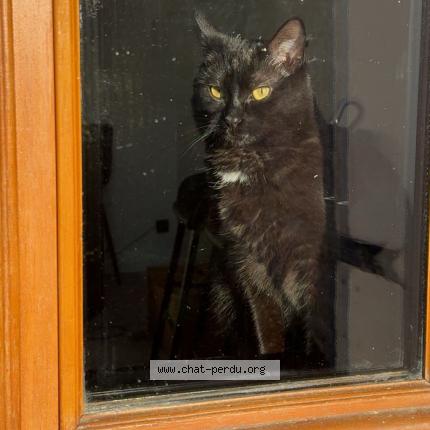 Photo 1/1 Black Chat lost in Trouhans