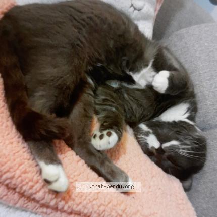 Photo 1/1 Bandit Chat lost in Hericy