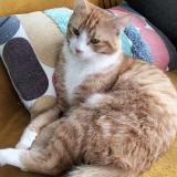 Picture of cat lost at Chatelaillon Plage Les Boucholeu