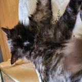 Picture of cat lost at Lorient