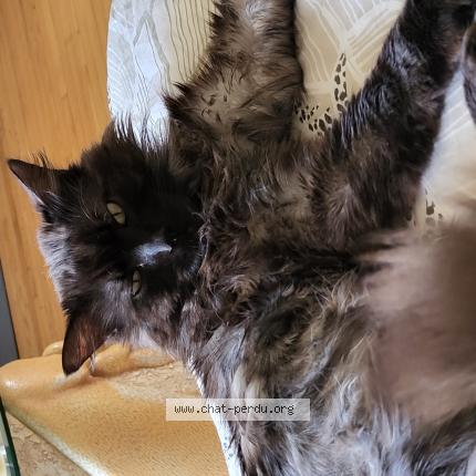 Photo 1/1 Nala Chat lost in Lorient