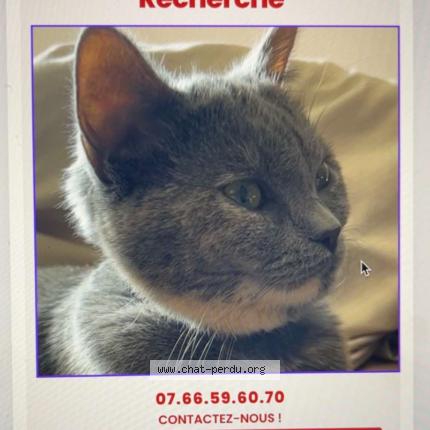 Photo 1/1 Mira Chat lost in Limoges