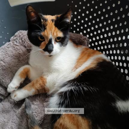 Photo 1/1 Xena Chat lost in Terres de caux 76640