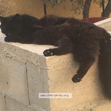 Photo 1/1 Duchesse Chat lost in La ciotat