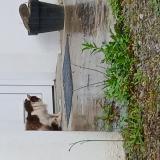 Picture of cat found at Puyoo