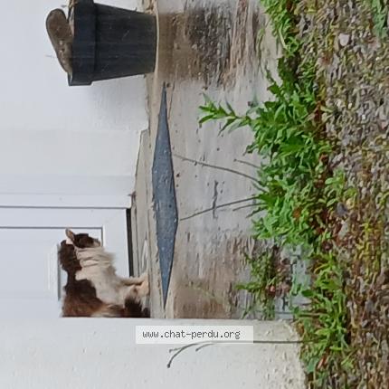 Photo 1/1 Found cat Found in Puyoo