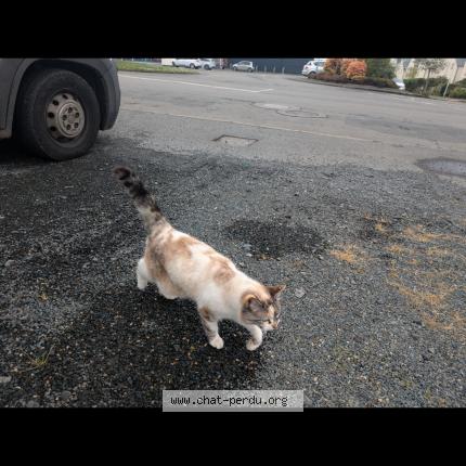 Photo 1/1 Found cat Found in Lannion