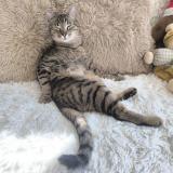 Picture of cat lost at Glisolle