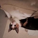 Picture of cat lost at Sartes