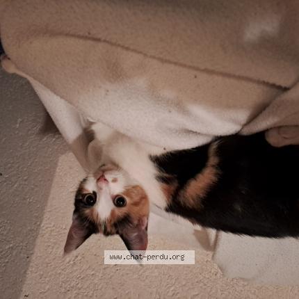 Photo 1/1 Yuki Chat lost in Sartes