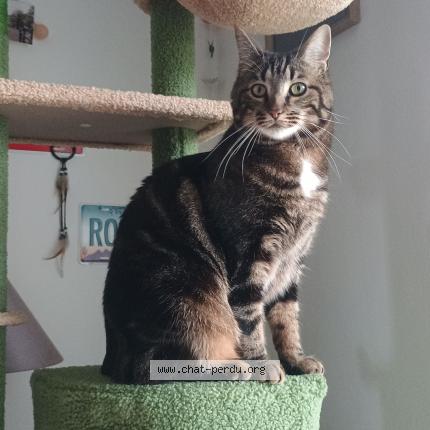 Photo 1/1 Cat reunited Lost in Saint lo