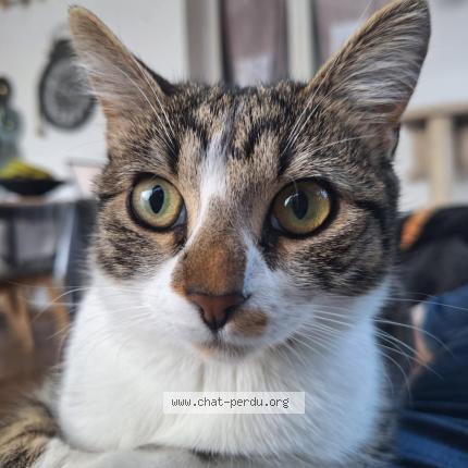 Photo 1/1 V Chat lost in Taradeau