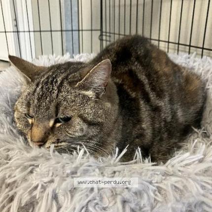 Photo 1/1 Found cat Found in Tourcoing