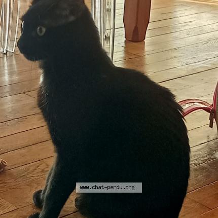 Photo 1/1 SCOFIELD Chat lost in Moulins les metz