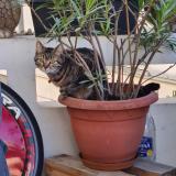 Picture of cat lost at Montrouge