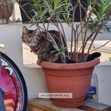 Photo 1/1 Yushi Chat lost in Montrouge