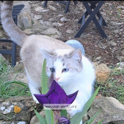 Photo 1/1 Lilou Chat lost in Rognes