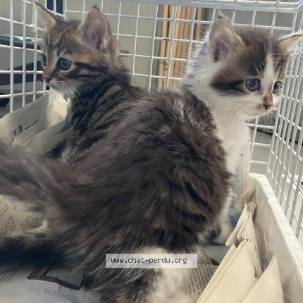 Photo 1/1 Found cat Found in Tourcoing