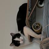 Picture of cat lost at Gennevilliers