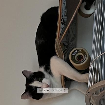 Photo 1/1 Mitterand Chat lost in Gennevilliers