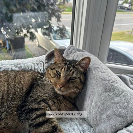 Photo 1/1 Pitchou Chat lost in Terrebonne