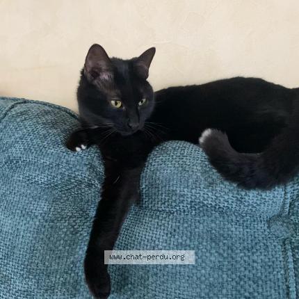 Photo 1/1 Chewbacca Chat lost in Montracol