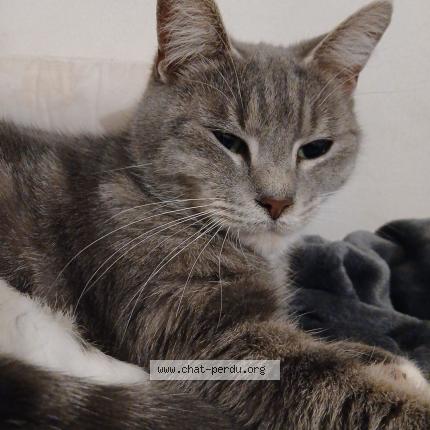 Photo 1/1 Isis Chat lost in Colombe