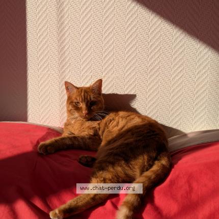 Photo 1/1 Swing Chat lost in Taverny