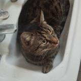 Picture of cat lost at Rethel