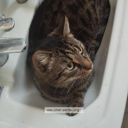 Photo 1/2 Guizmo Chat lost in Rethel