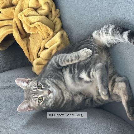 Photo 1/1 Mochi Chat lost in Marans