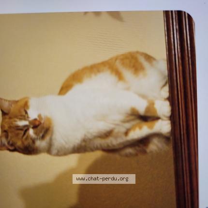 Photo 1/1 Rosy Chat lost in Plouguiel