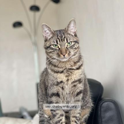 Photo 1/3 Tigrou Chat lost in Metz