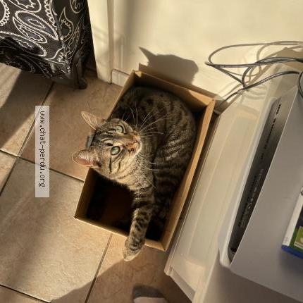 Photo 2/3 Tigrou Chat lost in Metz