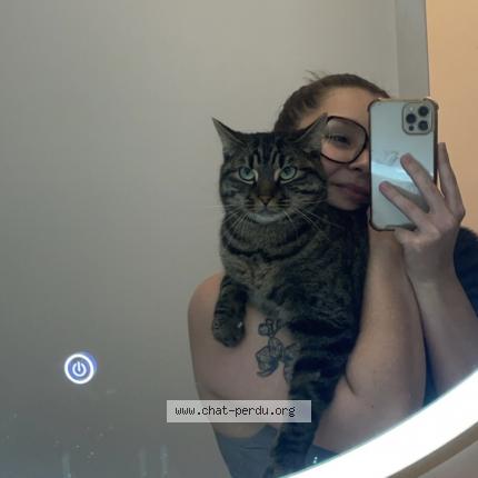 Photo 3/3 Tigrou Chat lost in Metz