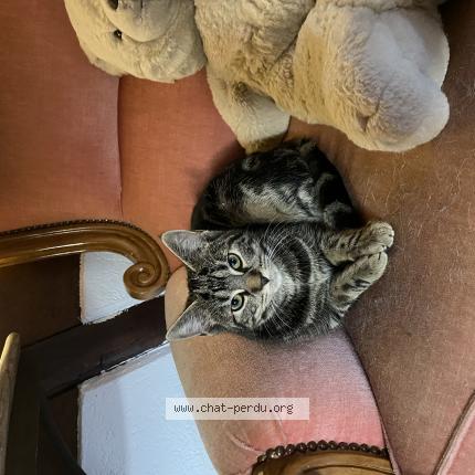 Photo 1/1 Talys Chat lost in Wasselonne