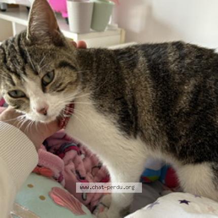 Photo 1/1 Isy Chat lost in Marseille