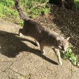 Picture of cat found at Bourg De Peage