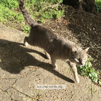 Photo 1/1 Cat reunited Found in Bourg de peage