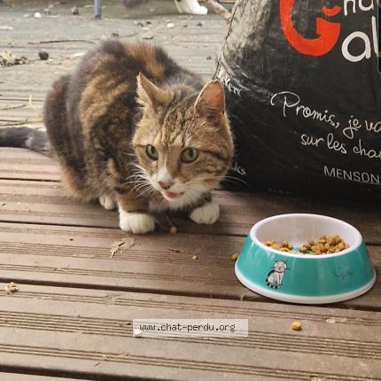 Photo 1/1 Found cat Found in Montpellier
