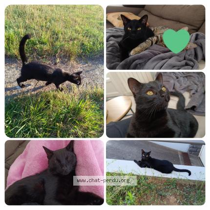 Photo 1/1 Glaçon Chat lost in Les herbiers